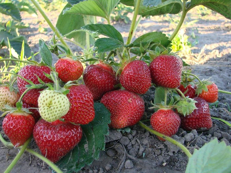 Клубника купить саженцы из питомника в Тамбове