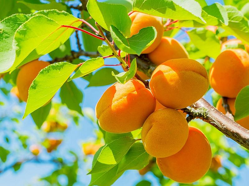 Абрикос купить саженцы из питомнике в Тамбове