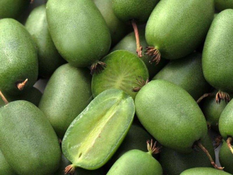 Актинидия купить саженцы из питомнике в Тамбове