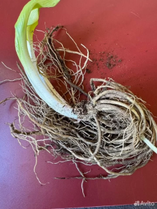 Хоста "БАРБАРА ЭНН"