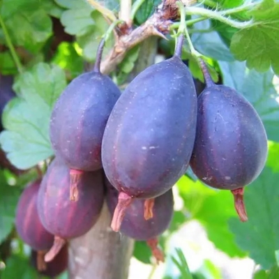 Крыжовник "КАЗАЧОК"