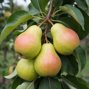 Груша "БАШКИРСКАЯ РАННЯЯ"