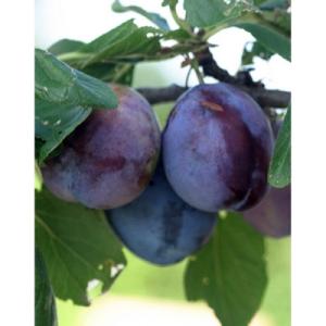 Слива "ЭМПРЕСС"