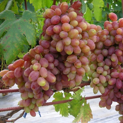 Виноград "ВИКТОР"